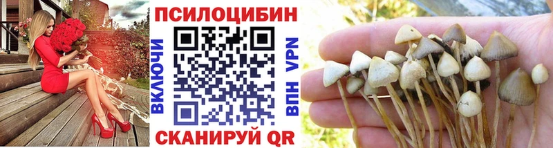 Псилоцибиновые грибы ЛСД  blacksprut как войти  Суздаль 